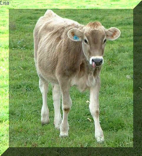 Brown Swiss calf